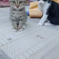 واگذاری گربه
