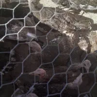 بوقلمون