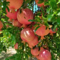فروش انار ارسنجان