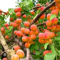 نهال زردآلوعسگرآبادنصیری قره تبرزه پرتقالی انبه ای