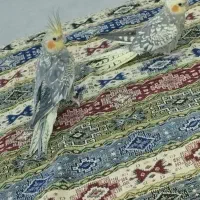 یه جفت عروس هلندی مولد با جفت جوجه هاشون