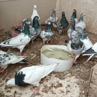 کبوتر|پرنده|بندر ماهشهر, |دیوار