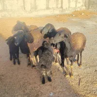 4تا میش بر|حیوانات مزرعه|قره چای, |دیوار