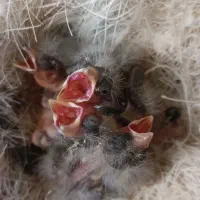 سهره قناری جوجه سرلاکی ابلغ