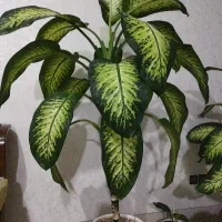 گل آپارتمانی دیفن باخیا|گل و گیاه طبیعی|اردبیل, |دیوار