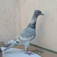 کبوتر