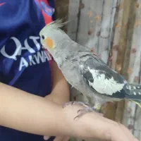 جوجه عروس هلندی|پرنده|رشت, کوی مهر|دیوار