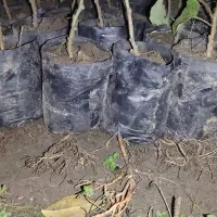 نهال کیوی بدون قلم(تلخ)