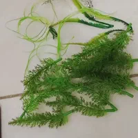 شن وسنگ اکواریوم|ماهی|ملایر, |دیوار