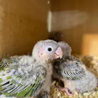 جوجه گرینچیک سرلاکی|پرنده|بجنورد, |دیوار