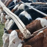 گوساله‌سمینتال