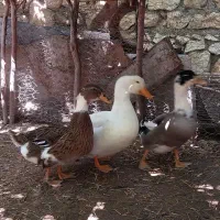 فروش اردک محلی