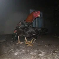 توافقی معاوضه دارم باسگ پاکوتاه