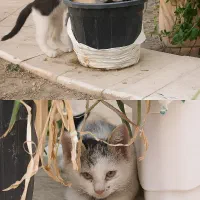 واگذاری رایگان گربه