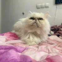 گربه پرشین سوپر فلت|گربه|مشهد, گوهرشاد|دیوار