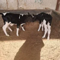 ۲ راس گوساله نر دوقلو