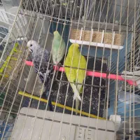 واگذاری پرنده|پرنده|تربت جام, بوستان وحدت|دیوار