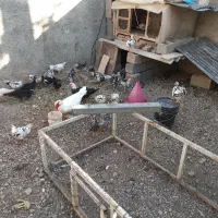 مرغ وخروس گلین یه ست کامل۲۰عددمرغ ۴عددخروس