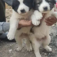 واگذاری دو عدد توله سگ