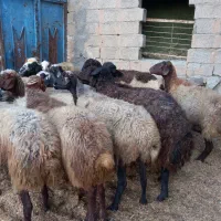 گوسفند آبستن میش جوان شیره دار