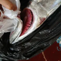 ماهی شیر|ماهی|بندر کنگان, |دیوار