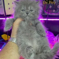 خوشگلای دست آموز