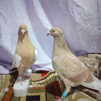 8تاکفتر3ملیونو 500