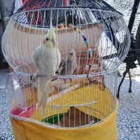 مرغ عروس با قفس