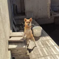 سگ پامرروباهی ماده رنگ نسکافه ای|سگ|بم, |دیوار