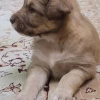 توله سگ میکس ماده پدرمادردار، ۵پشت نگهبان|سگ|ورامین, ورامین|دیوار