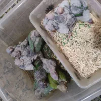 گرینچیک سرلاکی