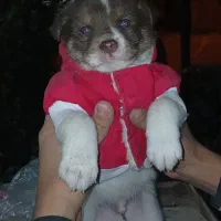 سگ فروشی|سگ|ری, ظهیرآباد|دیوار