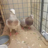 کبوتر ۵تاغریب گیری یجا۲۰۰