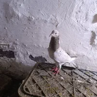 کفتر جفت گاه