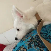 سگ اشپیز پامر