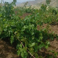 فروش-باغ-انگور-روستای-گویزەکویرە