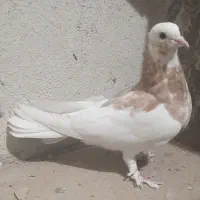 جوجه کبوتر و پرشی|پرنده|قم, زنبیل آباد|دیوار