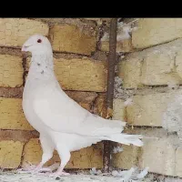 دسته کفتر پلاکی و جفت شوریستر|پرنده|شیراز, دانشگاه شیراز|دیوار