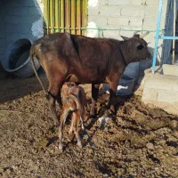 گاو زاییده با گوساله ماده قیمت 75