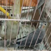 عروس هلندی|پرنده|رشت, باهنر|دیوار