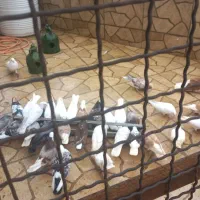 کبوتر پروازی