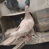 پلاکی