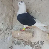 کفترپشت سیاه ماده|پرنده|قزوین, |دیوار