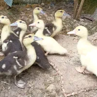 جوجه اردک اسرائیلی و مرغ و خروس محلی لاهیجان