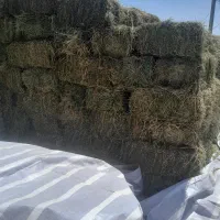 یونجه