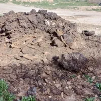 کودحیوانی گوسفندی