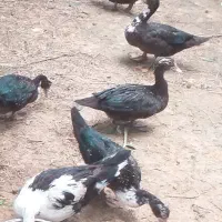 اردک.غاز.مرغ.خروس.جوجه