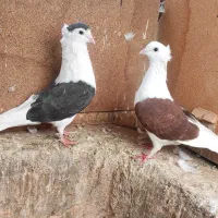 یه جفت پشتی