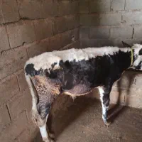 فرو ش دوراس.گاو.نر