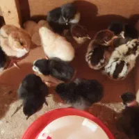 جوجه محلی|حیوانات مزرعه|شبانکاره, |دیوار